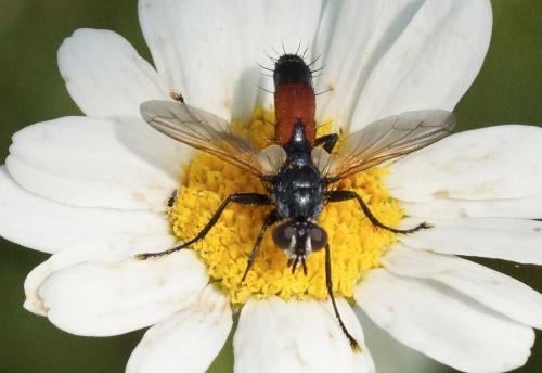Cylindromyia sp.